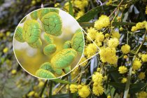 Nahaufnahme von Pollenkörnern von Mimosen und Mimosen. — Stockfoto