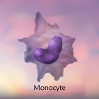 Monocytes globules blancs, illustration numérique . — Photo de stock