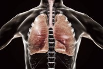 Silueta humana con pulmones detallados, ilustración digital . - foto de stock