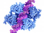 Рожева молекулярна модель зв'язування ДНК з білком проти раку p53 . — стокове фото