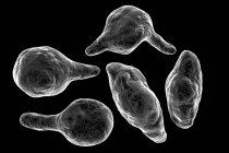 Mycoplasma genitalium bacterias parásitas, ilustración digital . - foto de stock