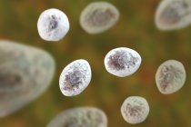 Spores du champignon Pneumocystis jirovecii causant une pneumonie illustration numérique
. — Photo de stock