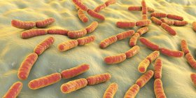 Bacterias Lactobacillus coloreadas del microbioma humano del intestino delgado, ilustración . - foto de stock