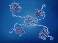 Молекулярна модель білка проти раку p53 . — стокове фото