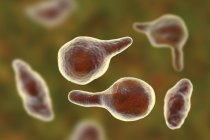 Mycoplasma genitalium batteri parassiti, illustrazione digitale . — Foto stock