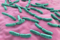 Кольорові бактерії Лактобацилу людини мікробіоми тонкої кишки, ілюстрація . — стокове фото