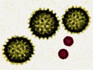 Particules du virus de l'hépatite C et de la poliomyélite, illustration numérique . — Photo de stock