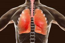 Людського силует з докладні легені, цифрова ілюстрація. — стокове фото
