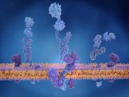Proteine precursori amiloidi della membrana cellulare, illustrazione digitale . — Foto stock