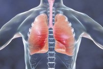 Silhouette humaine avec poumons détaillés, illustration numérique . — Photo de stock