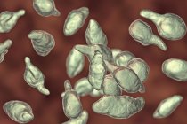 Mycoplasma genitalium parasitic bacteria, digital illustration. — Stock Photo