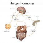 Conexão entre cérebro e estômago enquanto apetite, ilustração conceitual
. — Fotografia de Stock