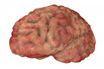 Цифровий ілюстрація мозку з ознаками енцефаліт. — стокове фото