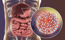 Obra de arte digital de silhueta com fígado e close-up de partículas do vírus da hepatite C . — Fotografia de Stock