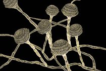 Illustrazione digitale dei corpi fruttiferi e delle ife del fungo Aspergillus fumigatus . — Foto stock