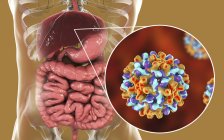 Цифрова ілюстрація печінки та крупним планом вірусу гепатиту B . — стокове фото