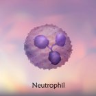 Glóbulos blancos neutrófilos, ilustración digital
. - foto de stock