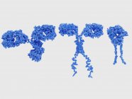 Molekulare Modelle von Antikörperstrukturen, digitale Illustration. — Stockfoto