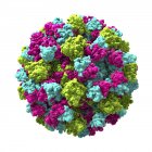 Partícula de norovirus coloreada, ilustración digital . - foto de stock