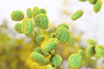 Ilustración de cerca del grano de polen de color de la planta mimosa . - foto de stock
