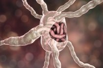 Лимфоузел с филярийными червями-нематодами, цифровая иллюстрация — стоковое фото