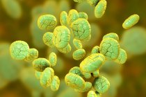 Крупный план иллюстрации цветного зерна пыльцы растения мимозы . — стоковое фото