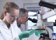 Pesquisador manipulando culturas de células-tronco em laboratório durante a pesquisa . — Fotografia de Stock