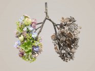 Spring flowers representing healthy and unhealthy human lungs, conceptual studio shot. — Stock Photo