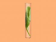 Green spinach in test tube, studio shot. — Stock Photo