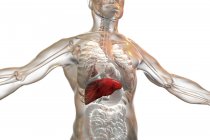 Silhueta humana com fígado selecionado, ilustração . — Fotografia de Stock