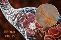Virus Ebola dans le sang et gros plan sur les virions, illustration numérique
. — Photo de stock