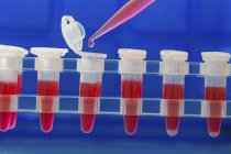 Close-up of pipetting samples into microcentrifuge tubes. — Stock Photo