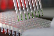 Close-up of multichannel pipette with green liquid pipetting into multiwell plate in laboratory. — Stock Photo
