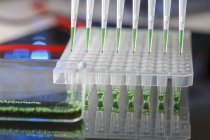 Close-up of multichannel pipette with green liquid on multiwell plate in laboratory. — Stock Photo