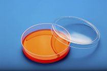 Blood agar in Petri dish on blue background. — Stock Photo