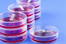 Primo piano delle lastre di agar codificate a barre per la ricerca biologica . — Foto stock