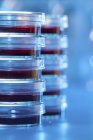 Close-up de placas de Petri empilhadas com ágar para pesquisa microbiológica . — Fotografia de Stock