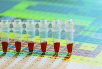 Muestras de sangre en tira de tubo microcentrifugadora para análisis genéticos . - foto de stock
