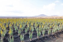 Aloe vera crece en finca en Fuerteventura, Islas Canarias . - foto de stock