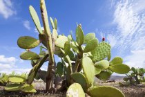 Close-up de cacto espinhoso verde crescendo no Arizona, EUA . — Fotografia de Stock