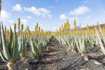 Aloe vera crescendo na fazenda em Fuerteventura, Ilhas Canárias . — Fotografia de Stock