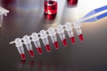 Tira de micro tubo PCR con líquido rojo
. - foto de stock