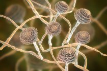 Illustration des fructifications et des hyphes du champignon Aspergillus fumigatus
. — Photo de stock