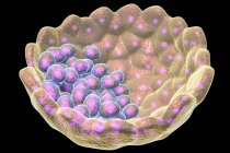 Порожнистий м'яч бластоцисти клітин з рідини, цифрова ілюстрація. — стокове фото
