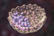 Blastocyst порожниста куля клітин з рідиною, цифрова ілюстрація . — стокове фото