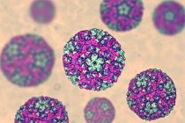 Coxsackievirus particelle rotonde, illustrazione digitale . — Foto stock