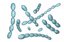 Hemophilus ducreyi bacteria, ilustración digital
. - foto de stock