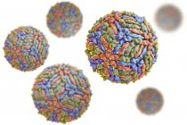 Particules du virus du Nil occidental, illustration numérique
. — Photo de stock