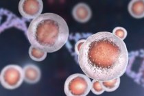 Цветные эмбриональные стволовые клетки человека, цифровая иллюстрация
. — стоковое фото