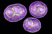 Arte digital de células humanas con enfermedad por inclusión citomegálica síntoma de infección por citomegalovirus
. - foto de stock